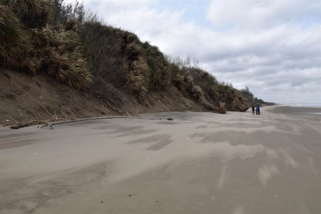 由龙凤渔港至长青之森间长约2公里的沙岸发生积沙流失崩坍。（谢明俊摄）