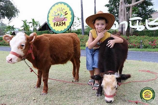 安达曼珍珠普吉岛 岛上特别的体验活动。（旅游经提供）