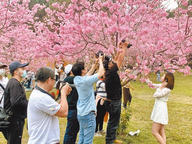九族文化村樱花大爆发，赏花人潮大爆满。（廖志晃摄）