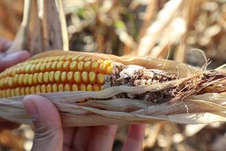 久旱未雨 嘉縣硬質玉米最大宗產地減產35％以上