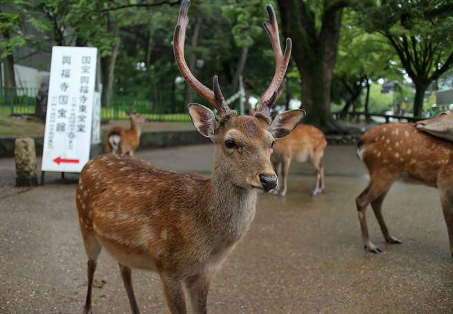 嫌犯吉井勇人日前闯入奈良公园找鹿玩，岂料期间爱车被鹿撞到，让他一气之下决定杀鹿。(示意图/达志影像)