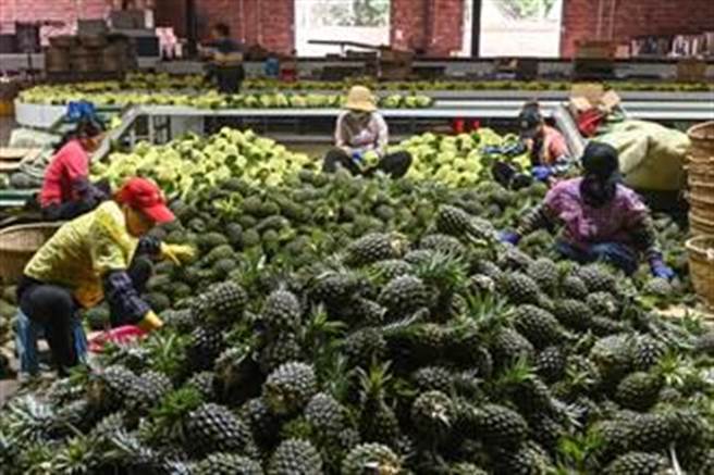 政府号召买凤梨  民进党：认购超过60万公吨。（本报资料照）