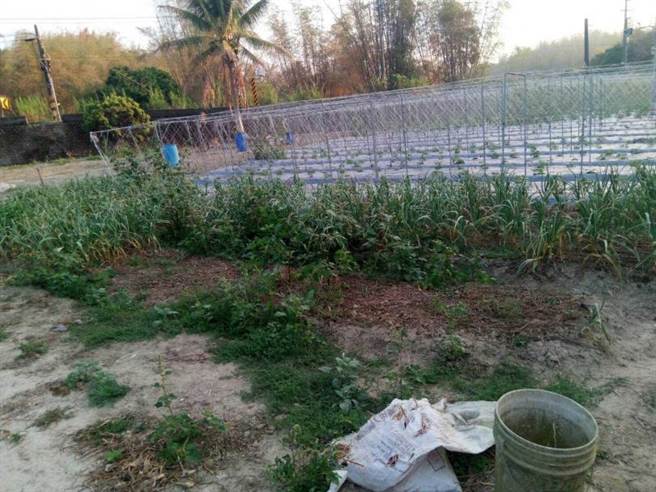 蒜苗农在旗山种植蒜苗打算结成蒜头再採收，无奈被窃贼提前一步偷走。（图／读者提供）