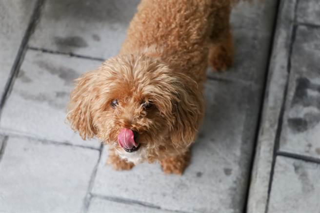 妇人手中的狗狂舔夹食物的夹子，遭其他人制止后竟充耳不闻。（示意图/Shutterstock提供）