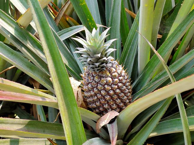 大陆禁止台湾凤梨输入，府院党号召民眾吃凤梨。（资料照／吴建辉摄）