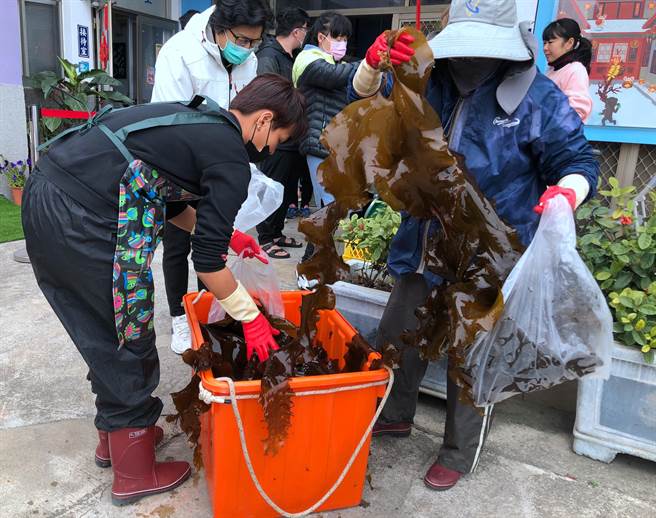 金門海域海帶生長又快又好，縣水產試驗所提前採收，首批300斤薄海帶在今天下午開賣。（李金生攝）