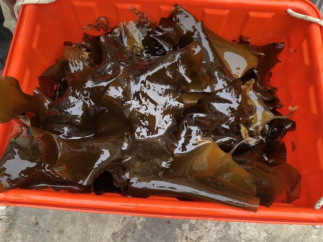 今天以3斤120元優惠價出售的薄海帶，養殖時間較短，比往年5~6月才開賣的厚度還薄一半以上，口感與品質極佳。（李金生攝）