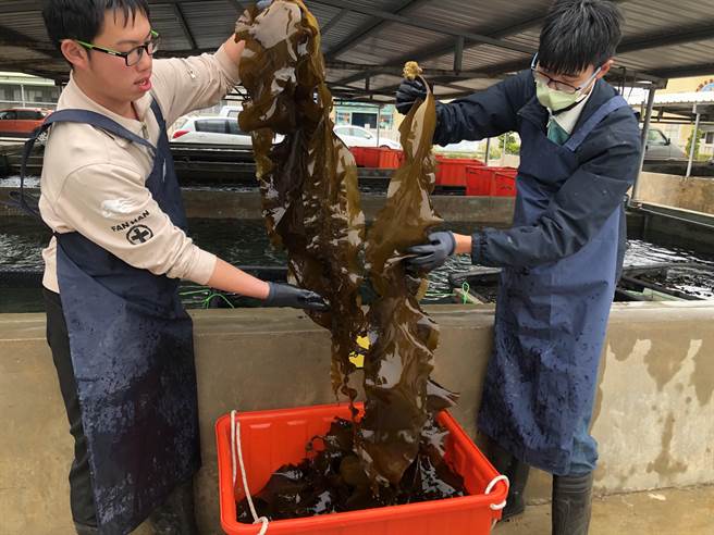 金門海域的低水溫時間維持較久，有利於海帶迅速生長，且品質尤佳，平均長度在100公分左右。（李金生攝）