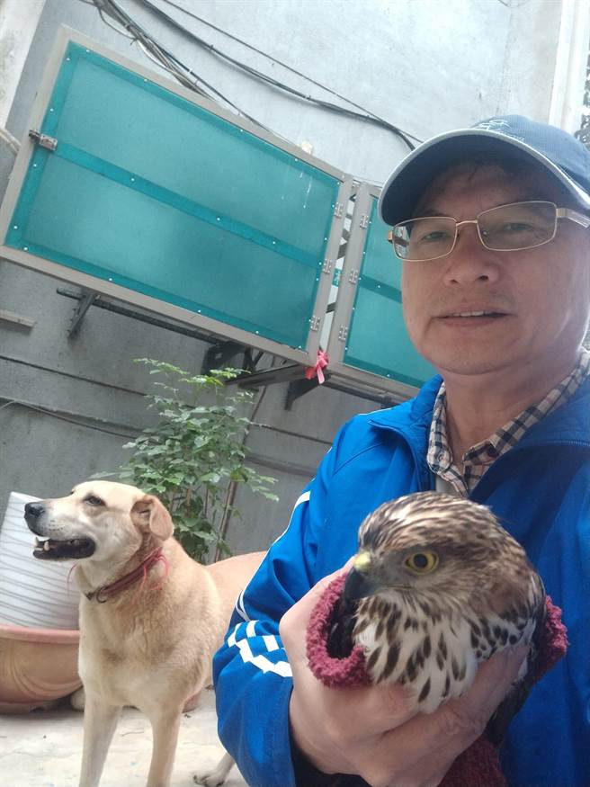 芦洲区长庄茂坤热爱动物，收养浪浪当机关犬，遛狗途中救猛禽（戴上容翻摄）