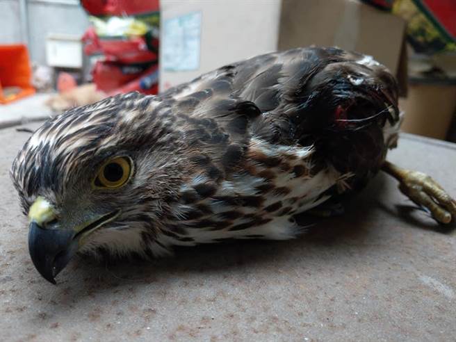 凤头苍鹰双翼折损严重，人员到场时已奄奄一息，送上救援车后不幸于车内断气。（戴上容翻摄）