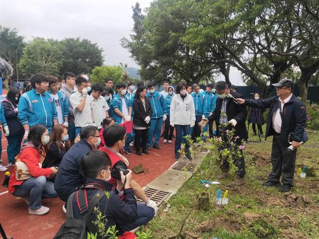 石碇高中学生种植野外灭绝级乌来杜鹃种子苗。（新北市农业局提供）