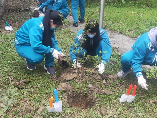 石碇高中学生种植野外灭绝级乌来杜鹃种子苗。（新北市农业局提供）