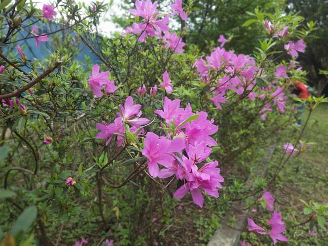 石碇高中学生种植野外灭绝级乌来杜鹃种子苗。（新北市农业局提供）