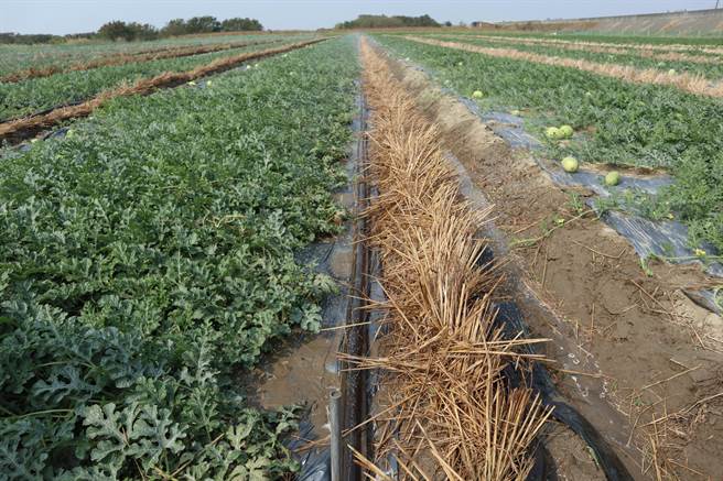 瓜農林錫宗說，受到乾旱影響，必須增加灌溉頻率，且澆灌也要看時機，西瓜才會長得圓潤又光亮。（張毓翎攝）