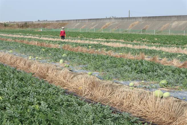 嘉義縣鹿草鄉有「西瓜之鄉」之稱，但近年因人口老化、工人難請，種西瓜的農家愈來愈少。（張毓翎攝）