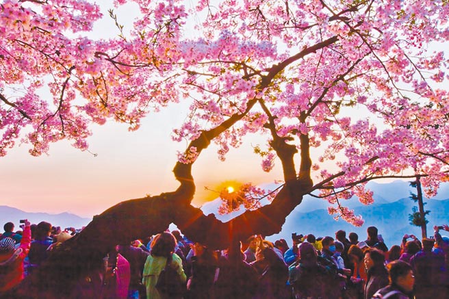 KLOOK就精选出5大春天赏花好拍的景点，现只要到KLOOK粉红花海专区，即有多项行程优惠可购买。（KLOOK提供）