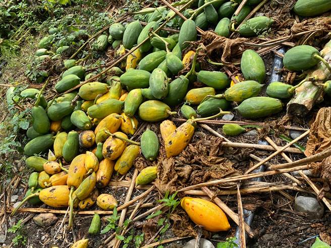 警方调查后怀疑木瓜惨案是刘姓父子雇用外籍移工「疏果」造成，将2人以诬告、诈欺罪嫌报请检察官指挥侦办。（本报资料照片）