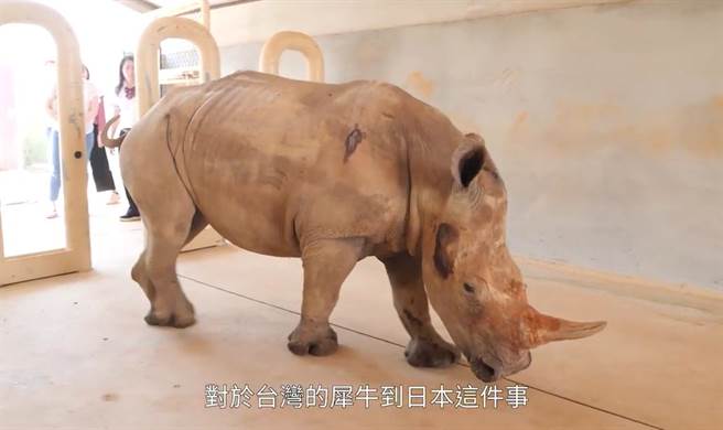 六福犀牛妹「艾玛」预计于今年4月远嫁日本，饲养员为了运送顺利，让牠日后生活更适应，目前也加紧为「艾玛」进行特训，例如学习日语、 饮食管理及减敏训练等。(图翻摄自/youtube/六福村主题游乐园)