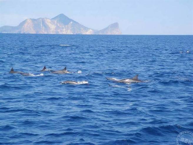 赏鲸豚。（旅游经提供）