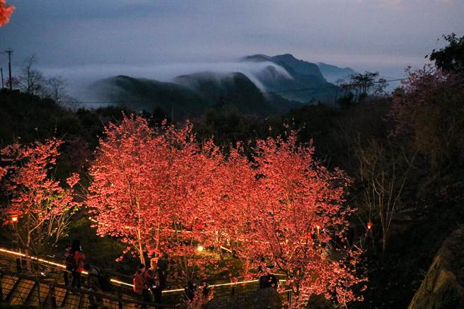 石棹樱之道除可赏夜樱外，运气好还可以看到云瀑。（张亦惠摄）