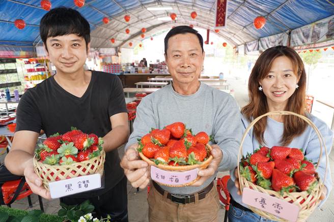 草莓世界莓农许明兴（中）选育黑钻、甜苹果、优雪等品种。（王文吉摄）