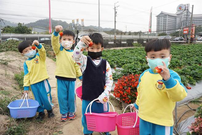 幼儿园安排学童採果体验。（王文吉摄）