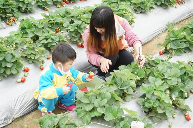 幼儿园安排学童採果体验。（王文吉摄）