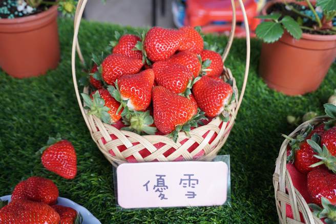 优雪草莓甜度佳，口感扎实，耐雨水冲刷。（王文吉摄）