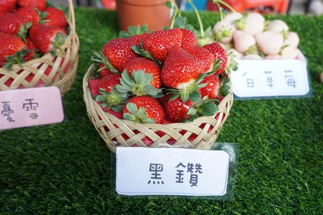 黑钻草莓甜度高、色泽深红。（王文吉摄）