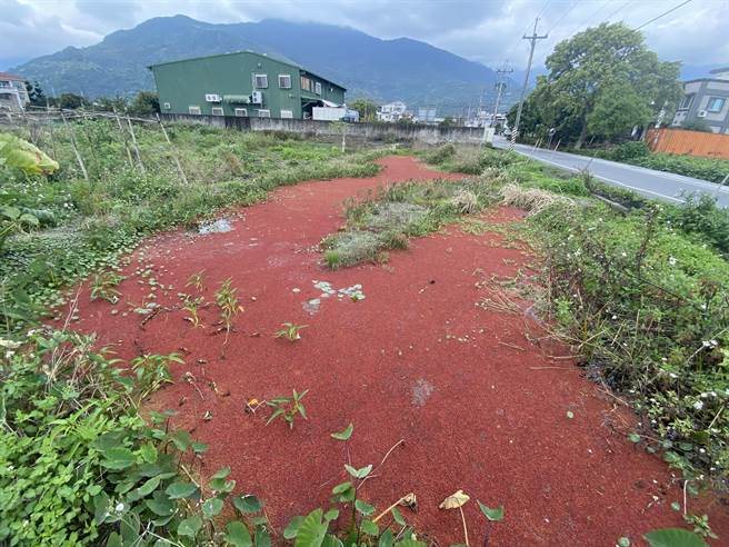 花莲吉安乡庆丰村一处休耕农地，近日被大片红色漂浮物覆盖，连当地农民都说很少见。（罗亦晽摄）