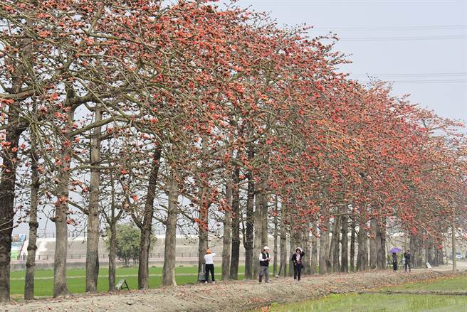 當地的木棉花道，原本是農民為乘涼而種，如今成了美景，變成許多網美卡打聖地。（吳建輝攝）
