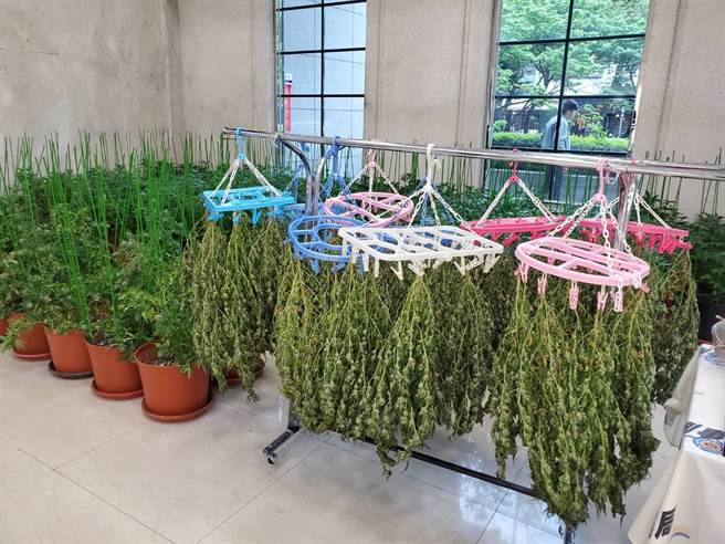 警方初估90株大麻可收成6公斤成品，市價將近千萬元。(林郁平攝)