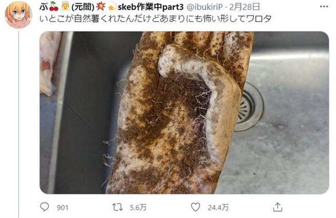 山藥長得如此奇葩，你會不會被嚇到？（圖擷自ibukiriP推特）