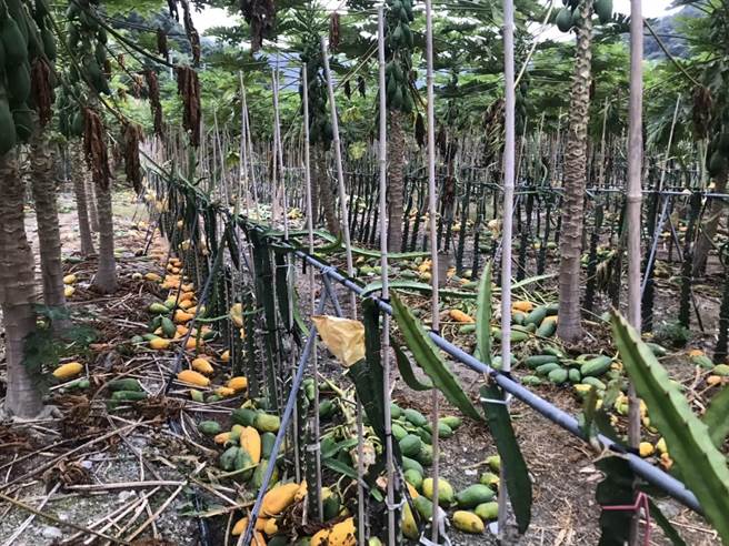 台中东势木瓜惨案案情峰迴路转，警方查出刘姓父子曾雇用外籍移工「疏果」，涉自导自演；检方调查后以罪证不足，不起诉侦结，还刘姓父子清白。（东势分局提供／王文吉台中传真）