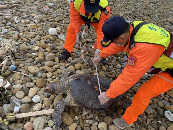 海巡人员在外埔渔港沙滩发现死亡绿蠵龟。（海巡署第3岸巡队提供／谢明俊苗栗传真）