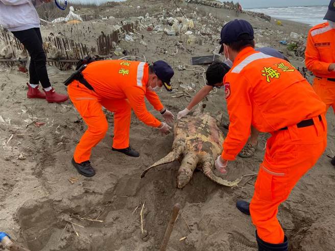 海巡人员在外埔渔港沙滩发现死亡绿蠵龟，解剖採样后就地掩埋。（海巡署第3岸巡队提供／谢明俊苗栗传真）