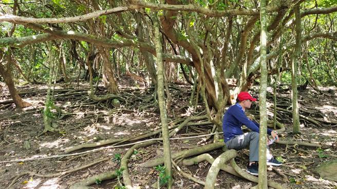 连结台东与屏东两县的阿塱壹古道，因自然生态环境丰富，保留原始林相，近年来成为热门景点。（蔡旻妤摄）