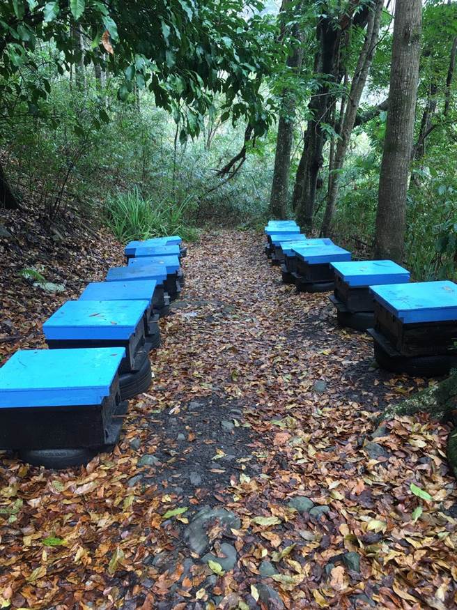 林姓蜂农饲养的蜜蜂不採粉，听闻吕姓蜂农的蜜蜂品质好，日前趁人烟稀少时，闯入吕的养蜂场窃走12箱约20万只蜜蜂。（警方提供／林雅惠高雄传真）
