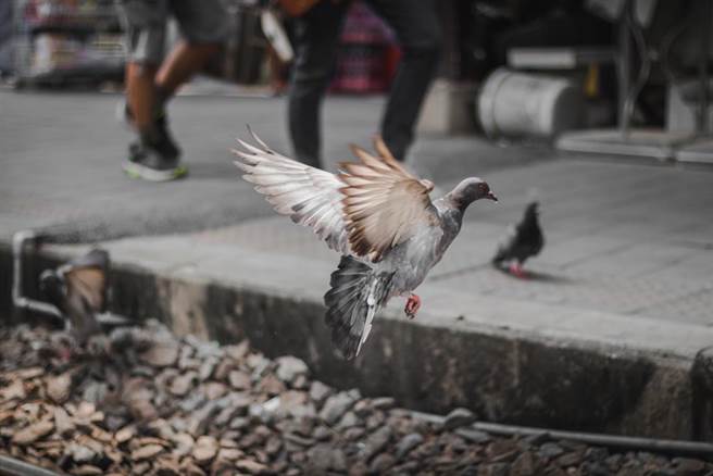 似乎看準了火車即將進站，鴿子們竟然聯手將另一隻同伴推下鐵軌。（示意圖／達志影像）