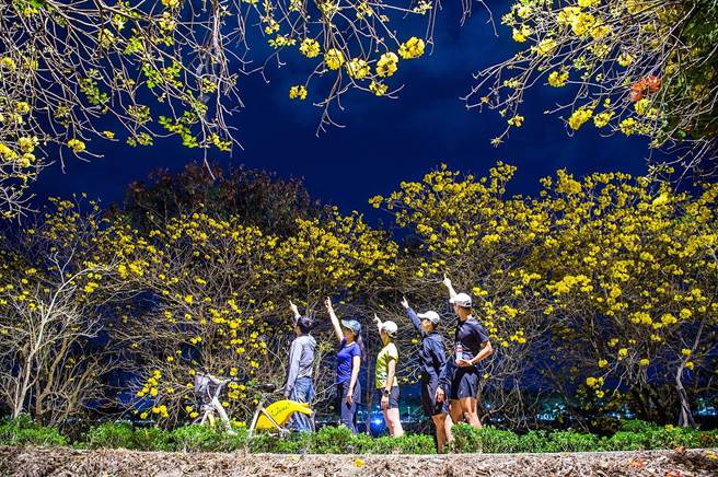 嘉义市军辉桥堤防黄花风铃木盛开，入夜后在夜色灯光下，金黄璀璨的黄花散发独特风采。（嘉义市政府提供∕吕妍庭嘉义传真）
