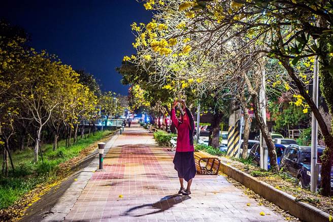 嘉义市军辉桥堤防黄花风铃木盛开，入夜后在夜色灯光下，金黄璀璨的黄花散发独特风采。（嘉义市政府提供∕吕妍庭嘉义传真）