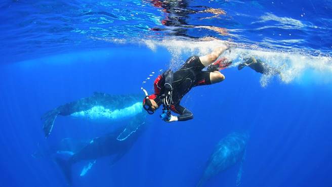 《男人與他的海》片中台灣美麗的天然海景與鯨豚遨游。（牽猴子提供）