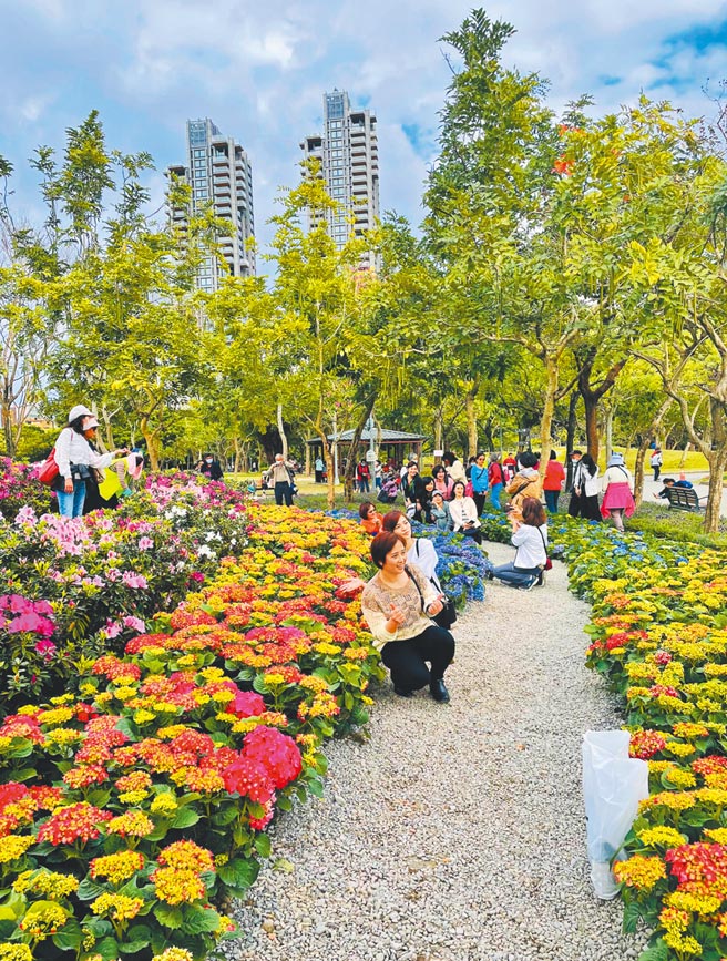 大安森林公园之友基金会耗时2年，在大安森林公园培育1000株平户杜鹃花，正值盛开期。（大安森林公园基金会提供／张薷台北传真）