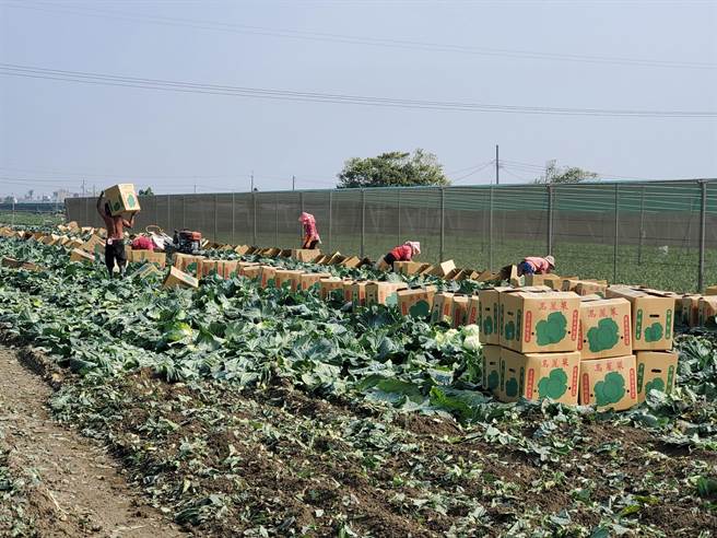 青农廖年伟的高丽菜园。（周丽兰摄）