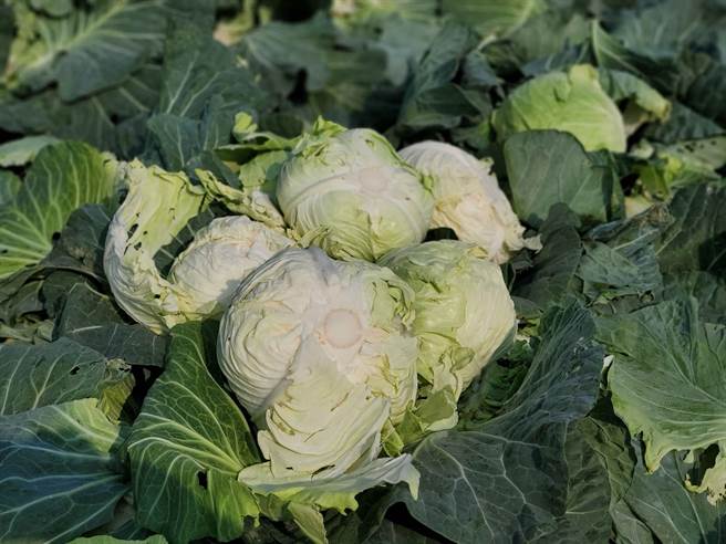 云林县高丽菜盛产，欢迎各大企业产地採购。（周丽兰摄）