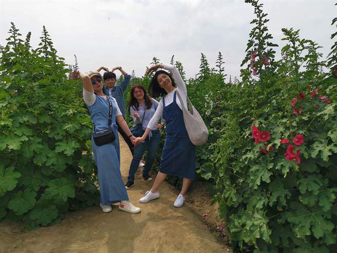 学甲蜀葵花文化节活动，13日起将于光华里「蜀葵专区」登场。（刘秀芬摄）