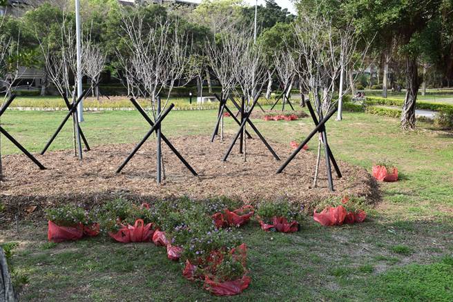 头份市公所在头份运动公园栽植60株新樱花，并在树上配置花草点，期望明年春樱开放带给民眾视觉飨宴。（谢明俊摄）