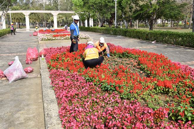 头份市公所委托厂商将头份运动公园换栽新花草。（谢明俊摄）