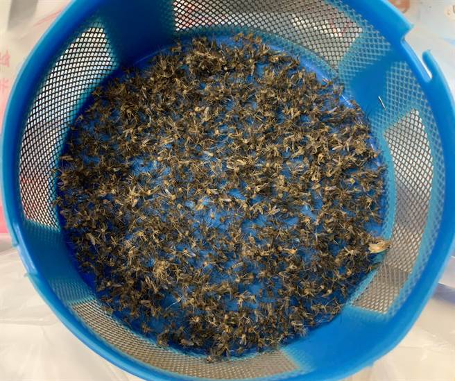 原PO分享一个晚上捕获的蚊子照片，令不少人看傻眼。（图／翻摄自爆怨公社）