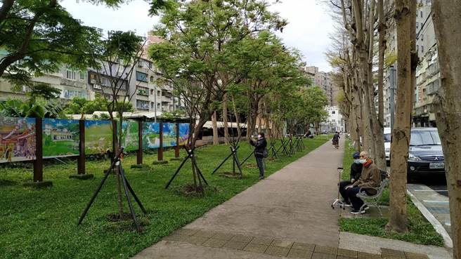 新北市中和区公所于「金山板南公园」步道中段种植24株山樱花，中和区长赖俊达今（5日）邀请市议员、地方里长等一同见证已冒出嫩绿新叶的枝枒。（中和区公所提供）